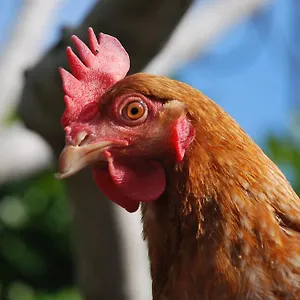 La Tinassara Lazise